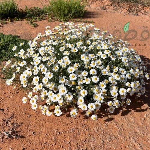 جملة بذور قحويان النفود 10 الآف بذرة .أقحوان بري