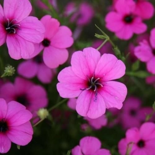 بذور زهرة فيسكاريا