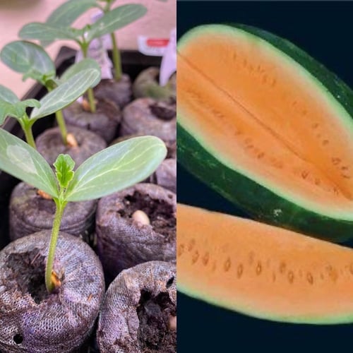 بذور بطيخ برتقالي تندرسويت