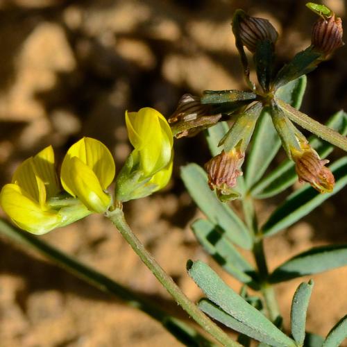 بذور شجيرة ام حلق - حدوة الفرس البرية