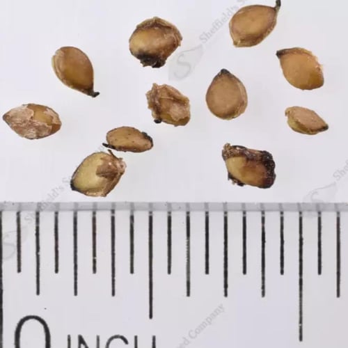 بذور التوت الأبيض الكشميري الحلو