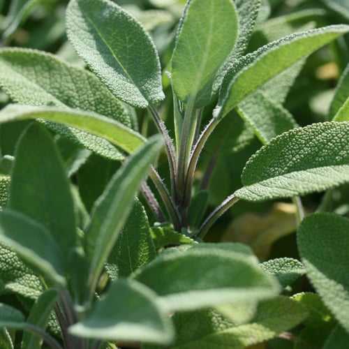 بذور الميرامية عريضة الأوراق