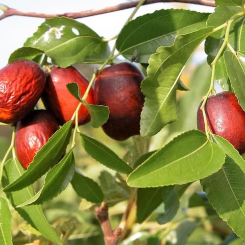 بذور شجرة فاكهة العناب