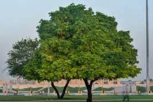 جملة 300 بذرة من شجرة اللبخ . ذقن الباشا