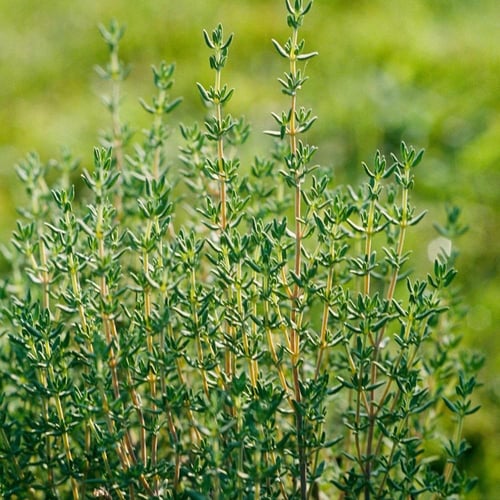 بذور الزعتر الاردني البستاني