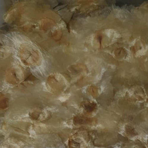 بذور شجرة الياسمين ميلينقتونيا العطرية