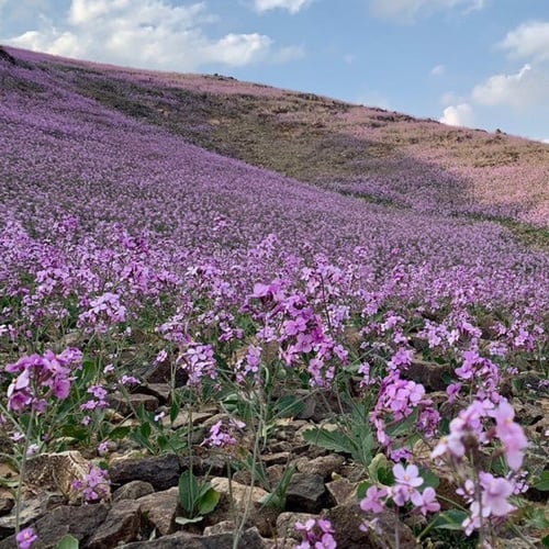جملة 200 بذرة من الخزامى البرية