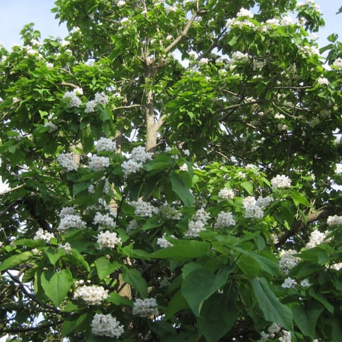 بذور شجرة كاتالبا بينونيويديس