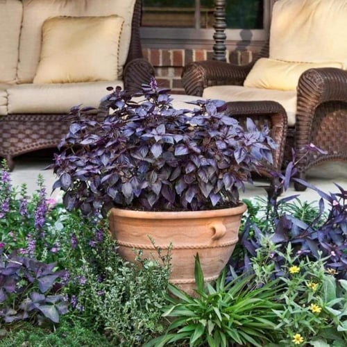 جملة 2000 بذرة من بذور ريحان الروبين الأحمر للطعام