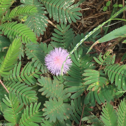 بذور ميموسا بوديكا الخجولة