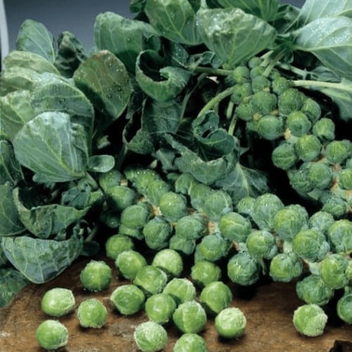 بذور ملفوف كرنب بروكسل
