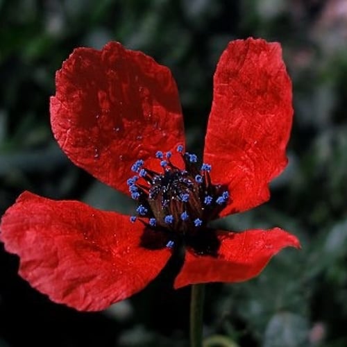 بذور الديدحان البري النادر