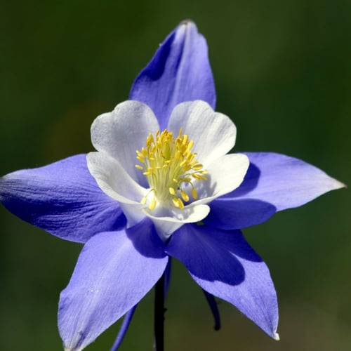 بذور زهرة السماء الزرقاء