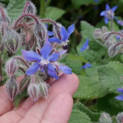 جملة 500 بذرة من خبز النحل