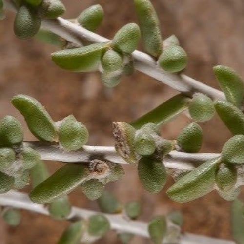 بذور عشبة الضمران البري