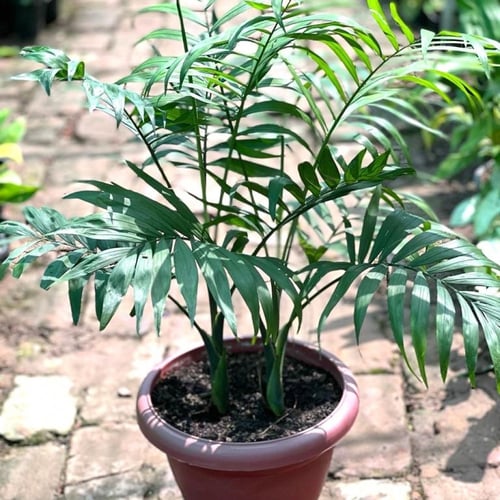 جملة 200 بذرة نخيل شاميدوريا