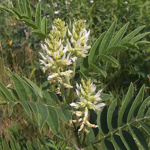 بذور عشبة عرقسوس