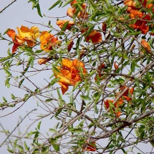 بذور شجرة الفرفارة