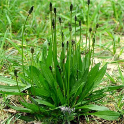 بذور ربلة القاطونة البرية