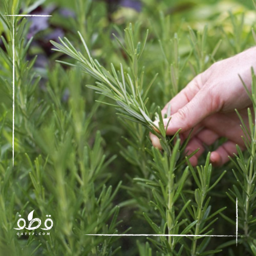 بذور اكليل الجبل روزماري