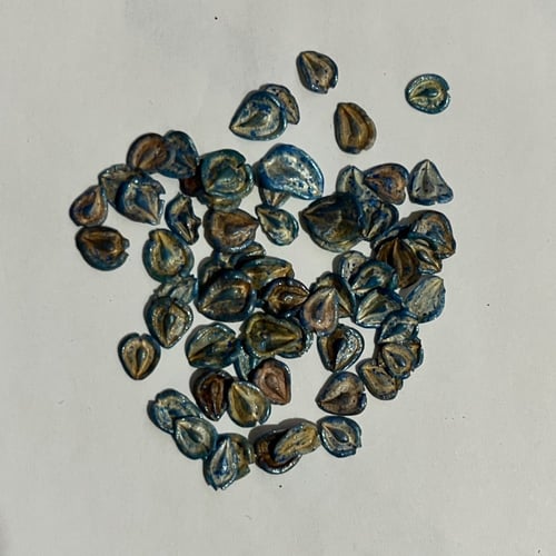 بذور زهور الاقحوان الافريقي ديمورفوتيكا مكس