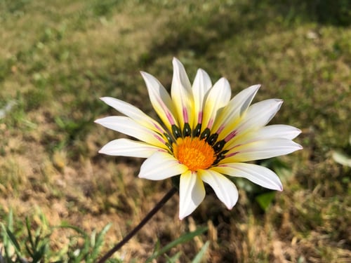 جملة 500 بذرة من زهرة جازانيا