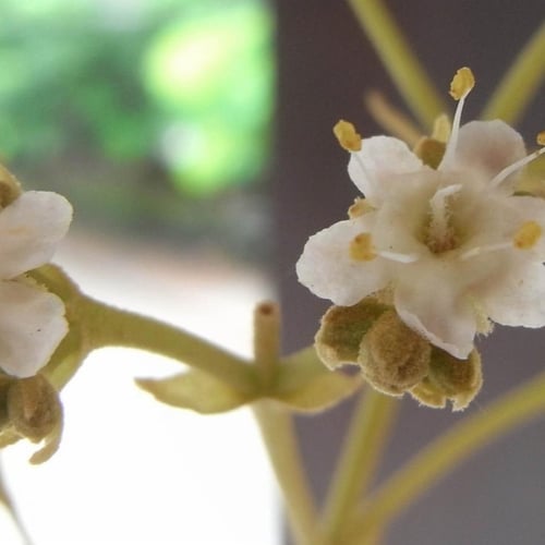 بذور شجرة خشب التيك