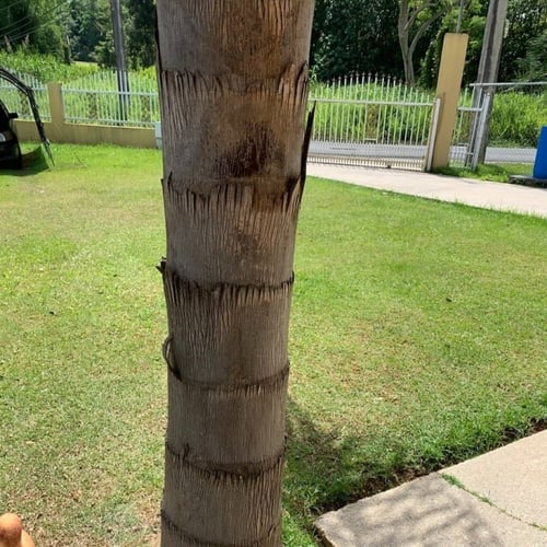 بذور نخيل الكوكس الباسقة