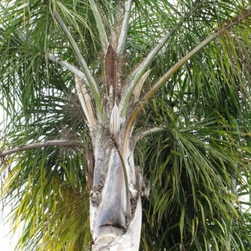 بذور نخيل الكوكس الباسقة