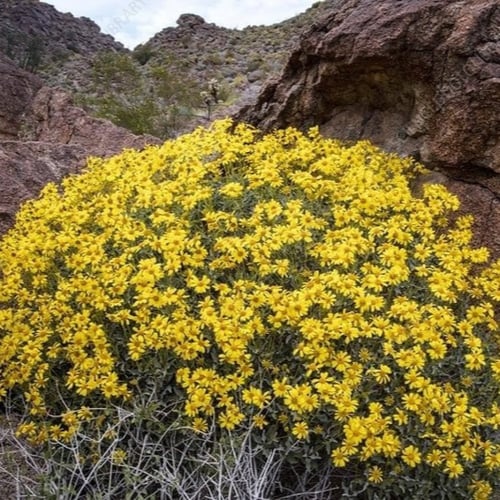 بذور انسيليا الذهبية