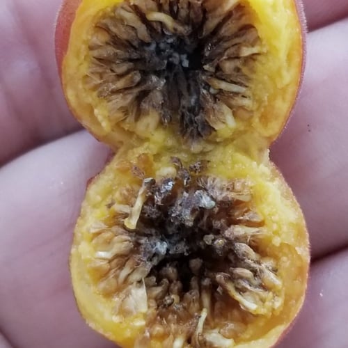 جملة 3000 بذرة من شجرة فايكس التسيما الطويلة