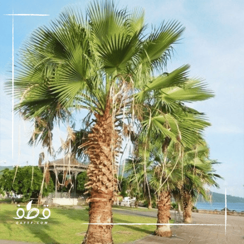 جملة بذور نخيل الزينة واشنطونيا