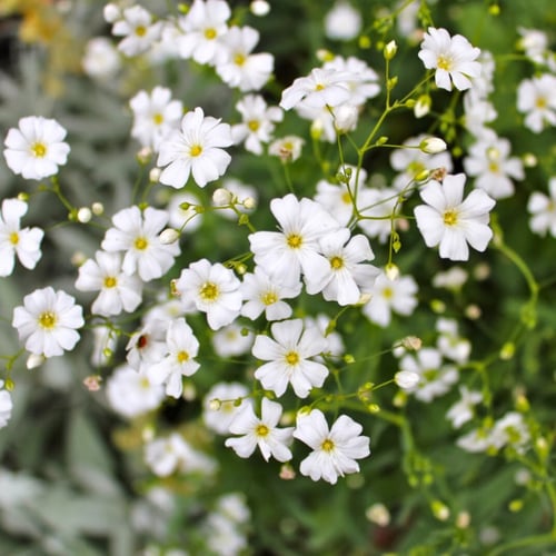 جملة 5000 بذرة من زهرة جيبسوفيلا