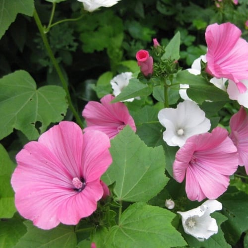 جملة 500 بذرة من زهرة مالو لافاتيرا