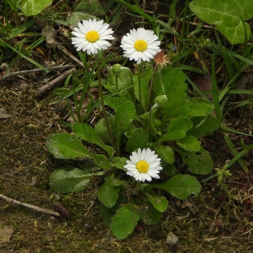 بذور زهرة بكرت بيليس