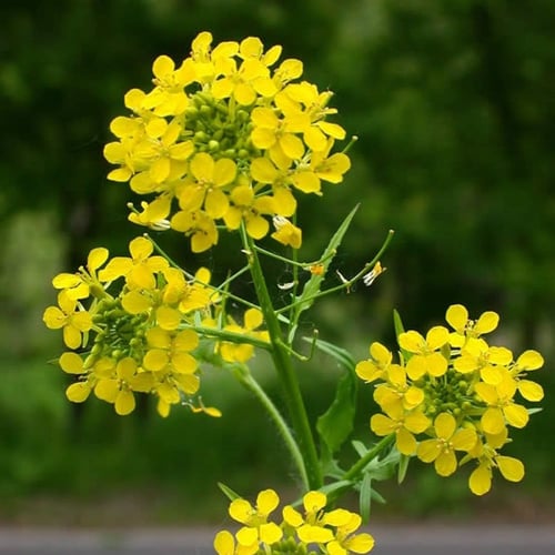 بذور عشبة السمارة البرية