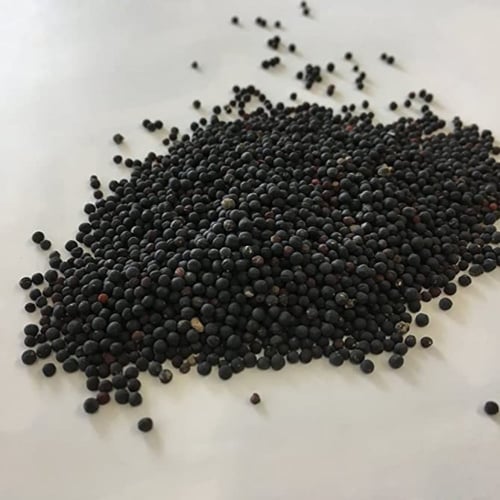 جملة بذور زهرة الدهدهان الوردي المحمر