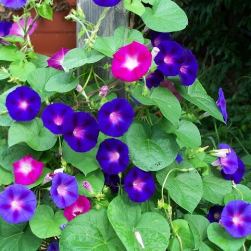 بذور مجد الصباح المتسلقة متعدد الالوان