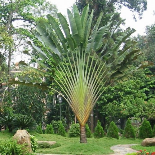 بذور نخيل الموز الكاذب رافينالا