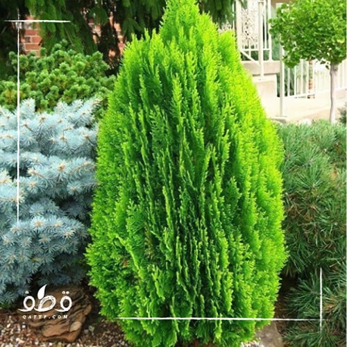 بذور شجرة الثويا