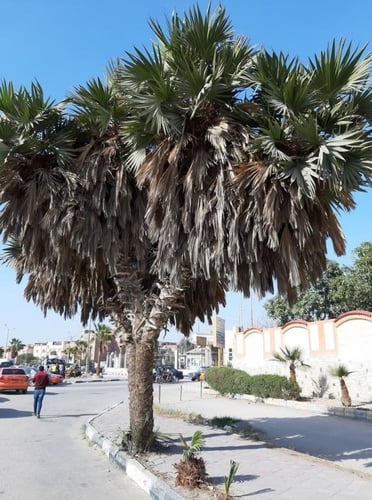 جملة 30 بذرة نخيل الدوم