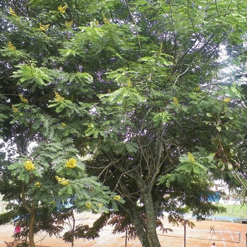 بذور شجرة سينا سياميا