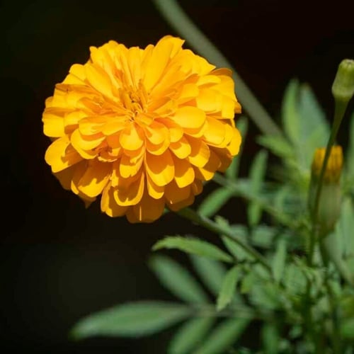 بذور زهرة القطيفة المخملية الحمراء