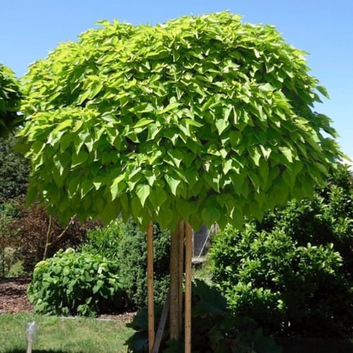 بذور شجرة كاتالبا بونجي الوردية