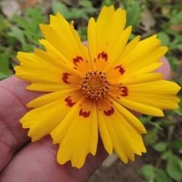 بذور زهرة كريوبسس الذهبية