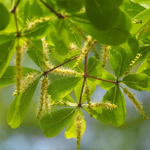 جملة 200 بذر من شجرة ترمناليا منتالي