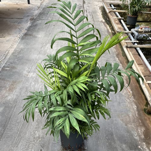 جملة 200 بذرة نخيل شاميدوريا