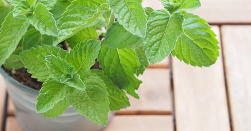 جملة 20000 بذرة من النعناع الشامي