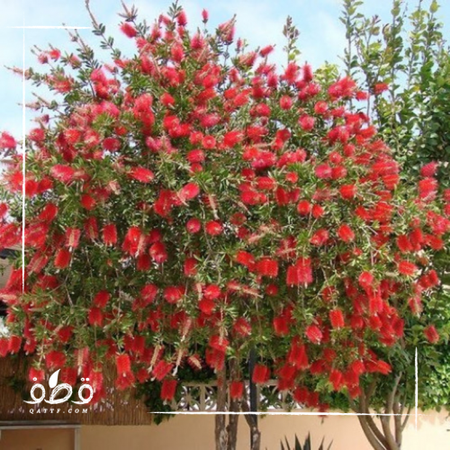 بذور فرشاة الزجاج