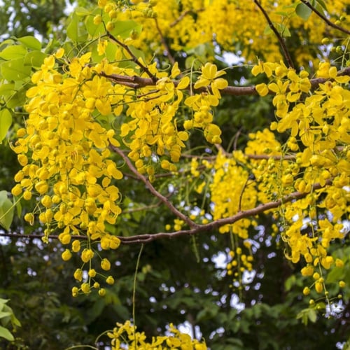 جملة 300 بذرة من شجرة كاسيا فستيولا خيار شمبر